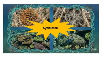 Vorschau - Stundenentwürfe - Symbiose - Gruppenarbeit zum Sparpreis! Unterrichtsmaterial - Seite 2