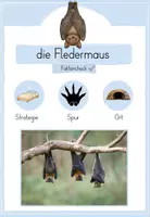 Vorschau - Stationenlernen - TIERE IM WINTER: Infokarten / Faktencheck - Seite 2