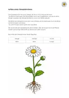 Vorschau - Arbeitsblätter - Gänseblümchen - Aufbau der Pflanze - Deckblatt