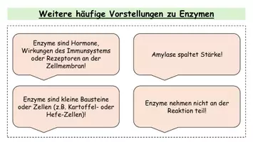 Vorschau - Arbeitsblätter - Katalase-Praktikum: Enzymaktivität bei pH-Wert, Substratkonzentration und Temperatur | ink. Versuchsplanung und Konzept - Seite 2