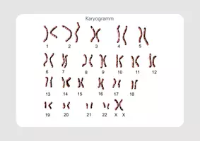 Vorschau - Stundenentwürfe - DS 2 - EF - Genetik - Karyogramm, Chromosomen etc - Seite 3