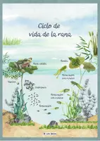 Vista previa - Refuerzo / NEE / Materiales de apoyo - Ciclo de vida rana - Póster del Estanque - página 1