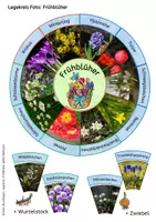 Vorschau - Mal- und Bastelvorlagen - Legekreis Frühblüher – 14 Frühblüher flexibel auswählbar & mehrfach differenziert (mit und ohne Speicherorgane einsetzbar) - Seite 3