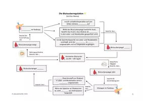 Vorschau - Arbeitsblätter - Differenziertes Materialpaket zur Blutzuckerregulation - Seite 1