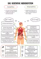 Vorschau - Arbeitsblätter - Sympathikus-Parasympathikus - Seite 3