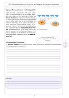 Vorschau - Arbeitsblätter - AB Eigenschaften von Enzymen - Substratspezifität Kopie - Seite 2