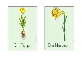Vorschau - Arbeitsblätter - Materialpaket Frühblüher - Seite 3