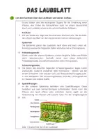 Vorschau - Arbeitsblätter - Zellbiologie ⎮ Laubblatt - Aufbau und Funktionen - Seite 1