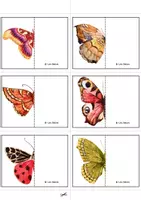 Vista previa - Juegos / Gamificación - JUEGO DE SIMETRÍAS CON POLILLAS Y MARIPOSAS - página 3