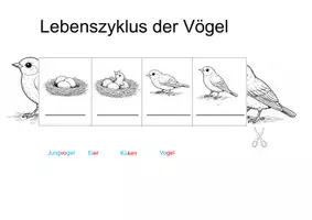 Vorschau - Arbeitsblätter - Lebenszyklus der Vögel Faltheft - Seite 1