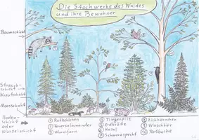 Vorschau - Arbeitsblätter - Großes Materialpaket zum Ökosystem Wald - Seite 1