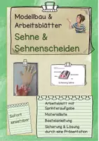 Vorschau - Arbeitsblätter - Materialpaket Bewegungsapparat, Stabilität von Knochen, Sehnen, Gelenke Kreideversuch, Gegenspieler - Seite 1