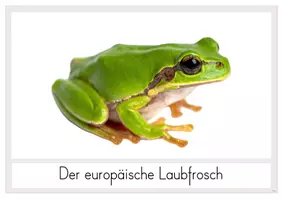Vorschau - Stundenentwürfe - Der Frosch: Einführung, Rätseltexte und Aufklapp-Arbeitsblatt - Seite 3