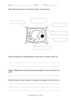 Vorschau - Klassenarbeiten - Aufgaben für Klassenarbeit Zelllehre, Mikroskopieren - Seite 3