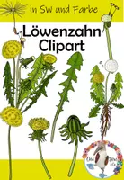 Vorschau - selbst erstellte Cliparts/Grafiken - Löwenzahn & Pusteblume Clipart - 28 Cliparts in Farbe und SW - Deckblatt