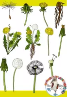 Vorschau - selbst erstellte Cliparts/Grafiken - Löwenzahn & Pusteblume Clipart - 28 Cliparts in Farbe und SW - Seite 1