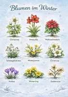 Vorschau - Poster - Poster: Blumen im Jahresverlauf - Seite 1