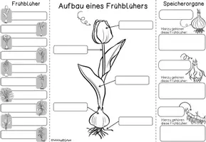 Vorschau - Arbeitsblätter - Frühblüher - Seite 3