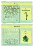 Vorschau - Arbeitsblätter - Frühblüher: Wissenskartei & Flipbook (Steckbriefe) - Sachunterricht - Kl. 2/3 - Seite 2