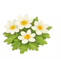 Vorschau - selbst erstellte Cliparts/Grafiken - Cliparts Frühblüher / Frühlingsblumen - Seite 3