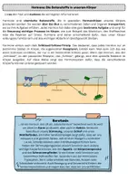 Vorschau - Arbeitsblätter - Hormone: Die Botenstoffe in unserem Körper - Seite 2