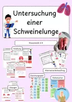 Vorschau - Arbeitsblätter - Materialpaket Sezieren: Auge, Herz und Lunge | 3 Sezieranleitungen für den Biologie-Unterricht - Seite 1