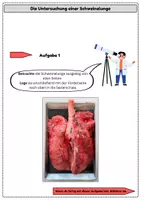 Vorschau - Arbeitsblätter - Materialpaket Sezieren: Auge, Herz und Lunge | 3 Sezieranleitungen für den Biologie-Unterricht - Seite 3