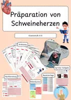 Vorschau - Arbeitsblätter - Anleitung zur Präparation eines Schweineherzens - Deckblatt