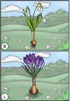 Vorschau - Arbeitsblätter - Lesespaziergang Klasse 1 + 2 – Frühblüher (Lesetraining) - Seite 2
