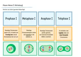 Vorschau - Arbeitsblätter - Zellteilung: Meiose - Legekarten, Domino & Tabelle - Seite 1