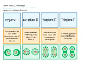 Vorschau - Arbeitsblätter - Zellteilung: Meiose - Legekarten, Domino & Tabelle - Seite 2