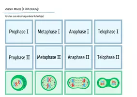 Vorschau - Arbeitsblätter - Zellteilung: Meiose - Legekarten, Domino & Tabelle - Seite 3