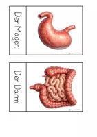 Vorschau - Poster - Bildkarten/Wortkarten zu ausgewählten Organe - Seite 2