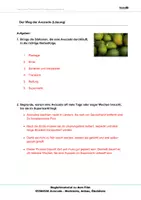 Vorschau - Arbeitsblätter - Avocado - Arbeitsblätter mit Lösungen PDF - Seite 2