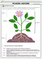 Vorschau - Stundenentwürfe - Blütenpflanzen (Aufbau, Blüte) Stundenentwurf inkl. Arbeitsblätter und Lösungen - Seite 1