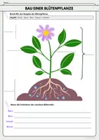 Vorschau - Stundenentwürfe - Blütenpflanzen (Aufbau, Blüte) Stundenentwurf inkl. Arbeitsblätter und Lösungen - Seite 2