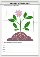 Vorschau - Stundenentwürfe - Blütenpflanzen (Aufbau, Blüte) Stundenentwurf inkl. Arbeitsblätter und Lösungen - Seite 3