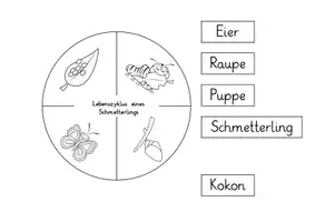 Vorschau - Arbeitsblätter - Schmetterling: Lebenszyklus auf dem Teller (Bastelvorlage) - Sachunterricht - Kl. 2/3 - Seite 1