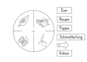 Vorschau - Arbeitsblätter - Schmetterling: Lebenszyklus auf dem Teller (Bastelvorlage) - Sachunterricht - Kl. 2/3 - Seite 2