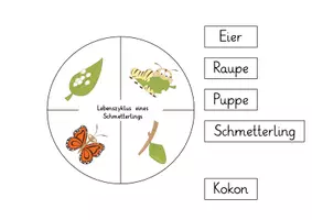 Vorschau - Arbeitsblätter - Schmetterling: Lebenszyklus auf dem Teller (Bastelvorlage) - Sachunterricht - Kl. 2/3 - Seite 3