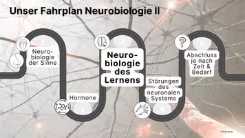 Vorschau - Unterrichtsreihen - Präsentation Unterrichtsreihe Gehirn & Lernen Neurobiologie - Seite 2