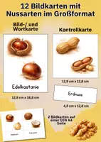 Vorschau - Bildkarten - Nusssorten sicher bestimmen – 12 realistische Bildkarten für Ernährungsbildung & Sachunterricht - Seite 3