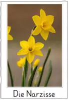 Vorschau - Unterrichtsreihen - Naturgetreue Frühblüher mit Abpausvorlage zeichnen - Seite 3