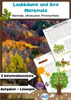 Vorschau - Arbeitsblätter - Heimische Bäume Bundle: Laubbäume, Nadelbäume, Baumaufbau, Forstwirtschaft - Seite 1