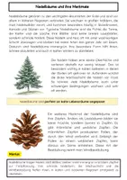 Vorschau - Arbeitsblätter - Nadelbäume und ihre Merkmale: Zapfen & Windbestäubung - Seite 1