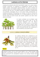 Vorschau - Arbeitsblätter - Heimische Bäume Bundle: Laubbäume, Nadelbäume, Baumaufbau, Forstwirtschaft - Seite 2
