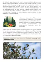 Vorschau - Arbeitsblätter - Baumarten in Deutschland: Eiche, Buche, Fichte & Kiefer - Seite 3