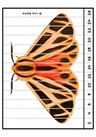 Vista previa - Unidades / Secuencias / Situaciones de Aprendizaje - ablas de Multiplicar - Puzzles de Mariposas Nocturnas - página 2