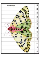 Vista previa - Unidades / Secuencias / Situaciones de Aprendizaje - ablas de Multiplicar - Puzzles de Mariposas Nocturnas - página 3