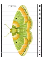 Vorschau - Spiele - Einmaleins-Puzzle Nachtfalter - Mathematik manipulativ - Seite 1